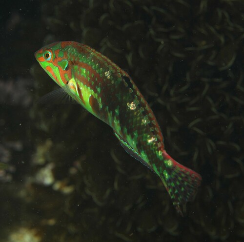 Cloud wrasse (Halichoeres nebulosus) — Labridae