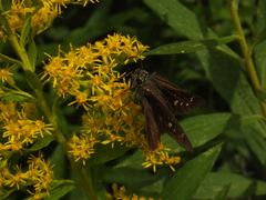Hesperiinae
