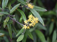 Corokia buddleioides buddleioides