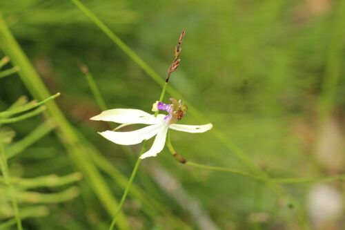 Image of Praecoxanthus aphyllus by (c) Em Lamond, some rights reserved (CC BY)