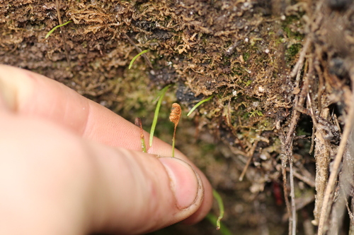Image of Schizaea rupestris by (c) Em Lamond, some rights reserved (CC BY)