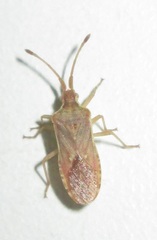 Gonocerini