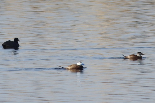 White-headed Duck (Oxyura leucocephala)