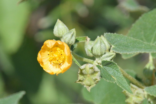 Lozano's false Indianmallow (Allowissadula lozanii)