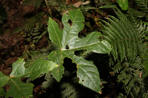 Brachychiton discolor