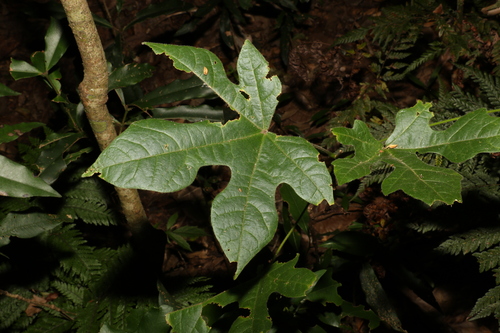 Brachychiton discolor