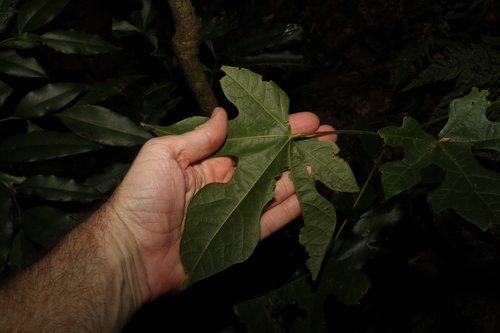 Brachychiton discolor