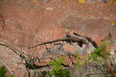 Podarcis muralis