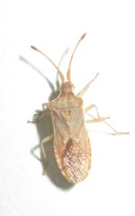 Gonocerini