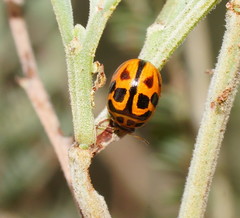 Peltoschema oceanicum