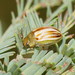 Fireblight Leaf Beetle - Photo (c) Reiner Richter, some rights reserved (CC BY-NC-SA), uploaded by Reiner Richter
