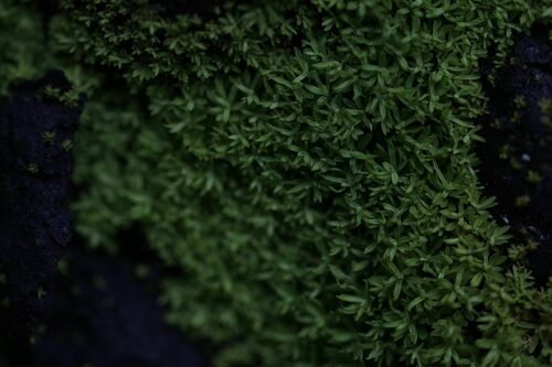 Image of Calymperastrum latifolium by (c) Em Lamond, some rights reserved (CC BY)
