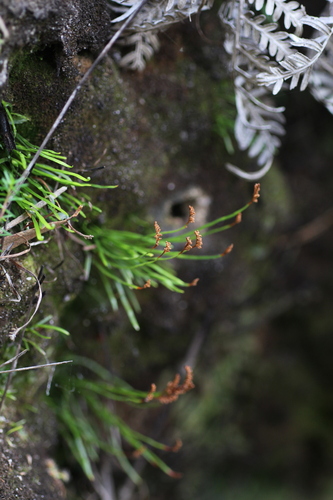 Image of Schizaea rupestris by (c) Em Lamond, some rights reserved (CC BY)