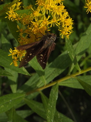 Hesperiinae