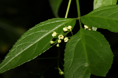Sambucus australasica (Sambucus australasica)