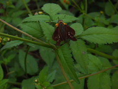 Hesperiinae