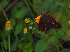 Hesperiinae
