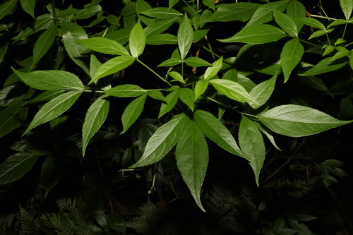 Image of Sambucus australasica by (c) Greg Tasney, some rights reserved (CC BY-SA)