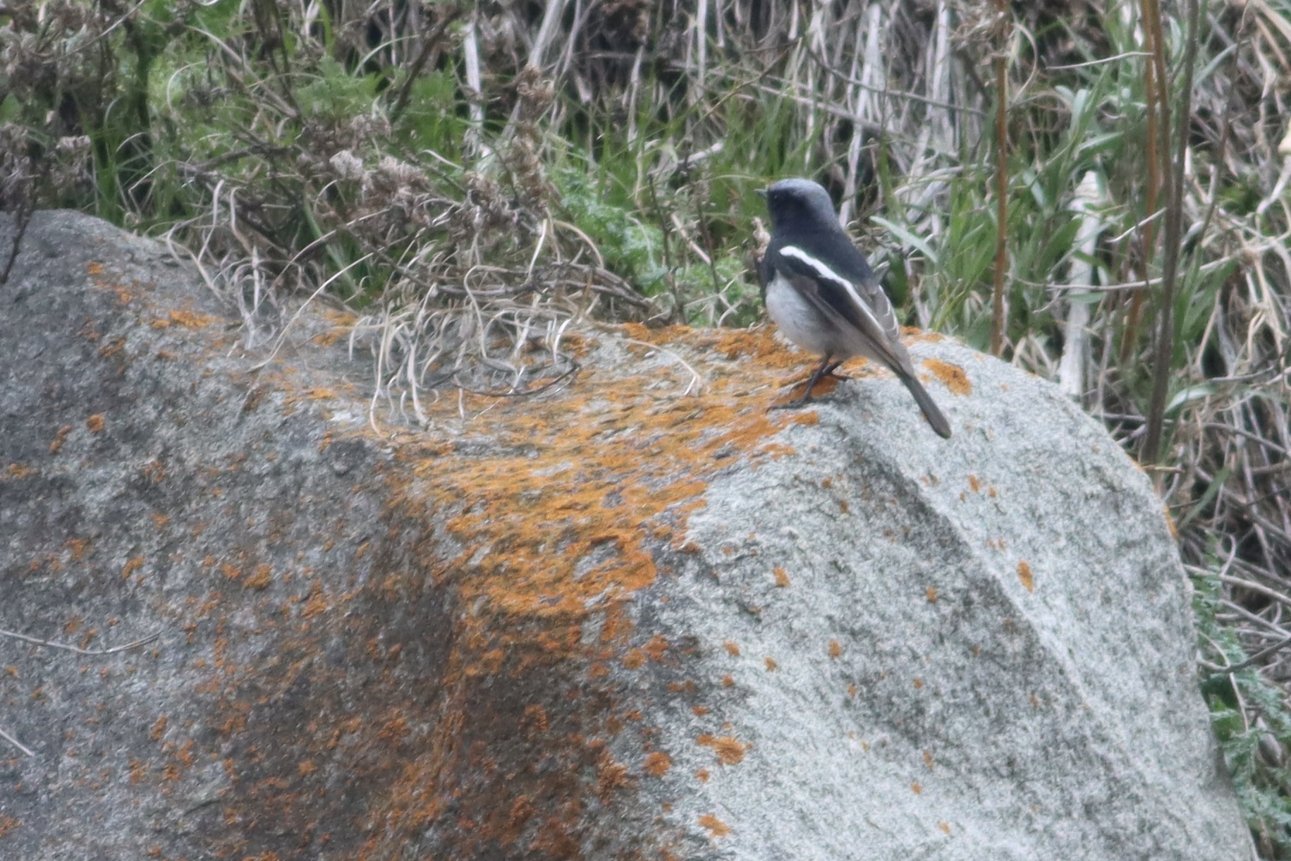 Blue-capped Redstart illustration