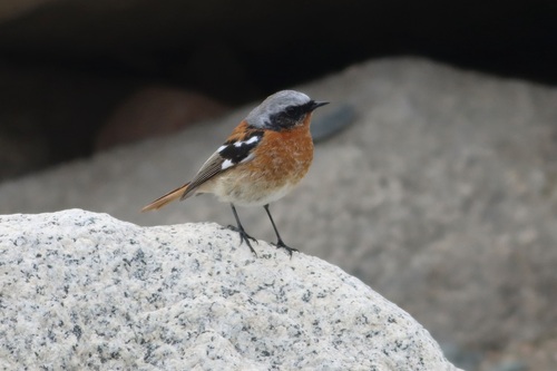 Eversmann's Redstart (Phoenicurus erythronotus), photo 2