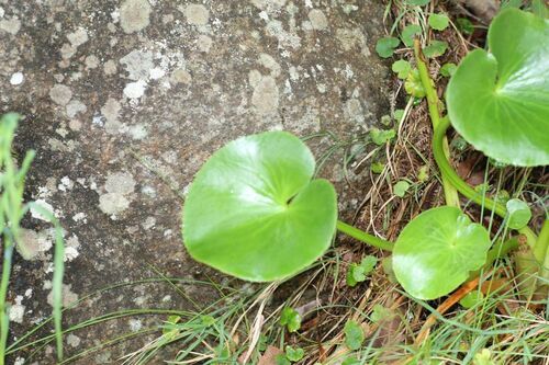 Image of Ornduffia calthifolia by (c) Em Lamond, some rights reserved (CC BY)