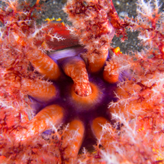 Pseudocolochirus violaceus