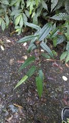 Rubus swinhoei