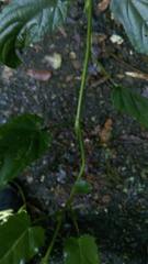 Rubus swinhoei