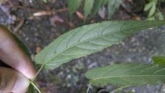 Rubus swinhoei