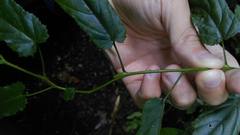 Rubus swinhoei