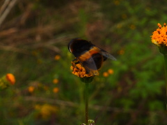 Phytomia zonata