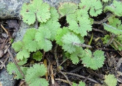 Hydrocotyle moschata moschata