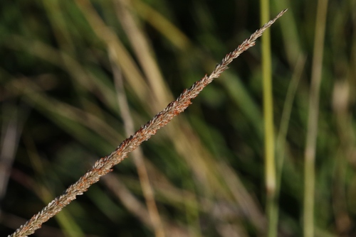Sporobolus africanus observed 2018-09-15