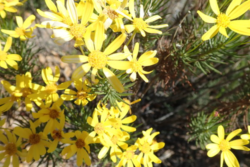Image of Euryops tenuissimus by no rights reserved