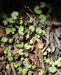 Hydrocotyle moschata moschata