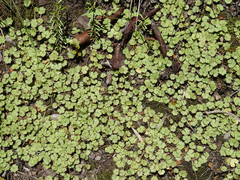 Hydrocotyle moschata moschata