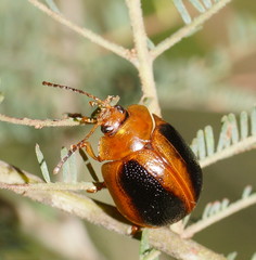 Dicranosterna immaculata
