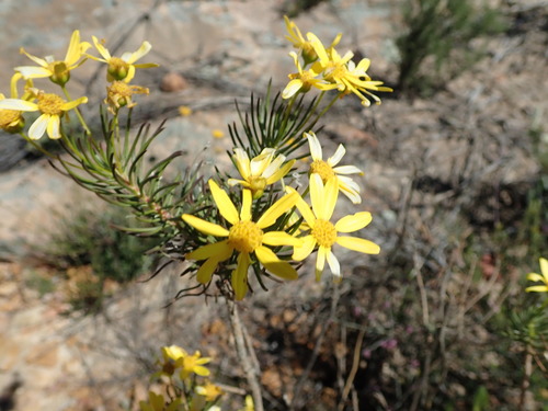 Image of Euryops tenuissimus by no rights reserved