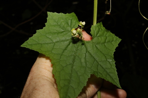 Image of Mawhai (Sicyos australis) by (c) Greg Tasney, some rights reserved (CC BY-SA)