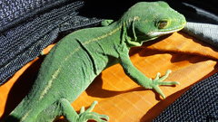 Naultinus gemmeus