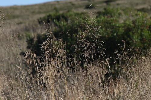 Oloptum miliaceum observed 2018-09-15
