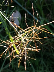 Cyperus distans
