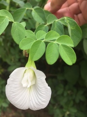 Clitoria ternatea albiflora