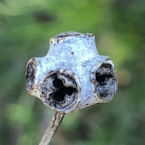 Syncarpia glomulifera