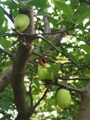 Pseudocydonia sinensis, photographed by an iNaturalist contributor