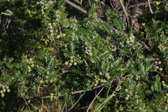 Osteomeles anthyllidifolia