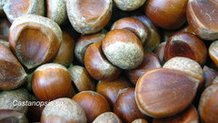 Castanopsis
