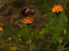 Phytomia zonata