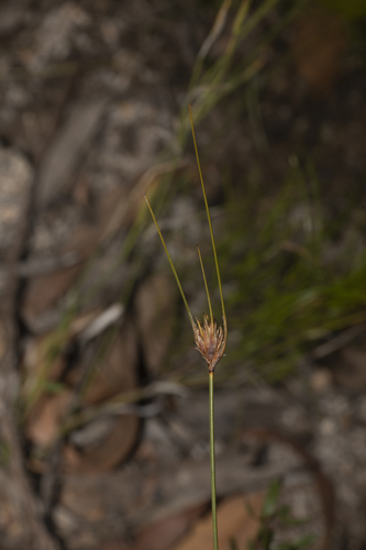 Schoenus turbinatus, 2023-04-15