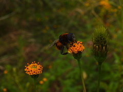 Phytomia zonata